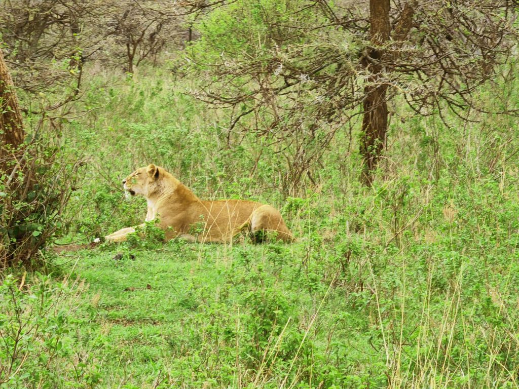 lion at siana conservancy masai mara