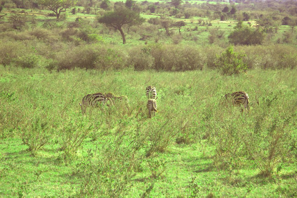 zebras at siana conservancy masai mara