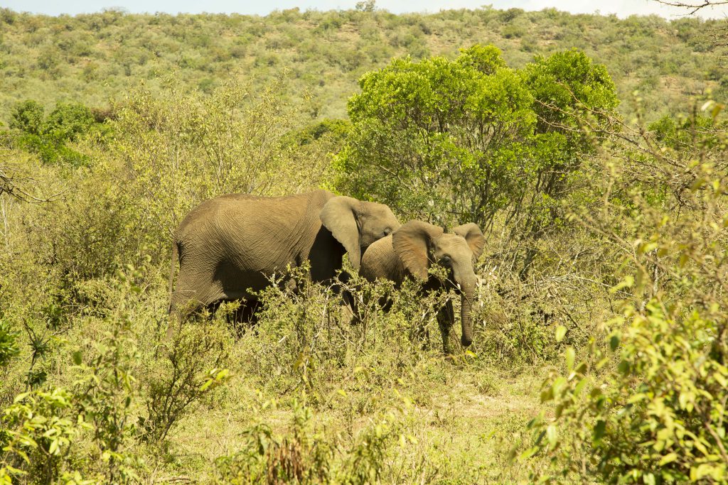 elephants in siana conservancy